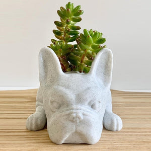 Puppy Succulent Pot - iSmart Home Gadgets Limited