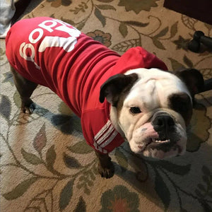 alt="funny shirts for dogs | big brother dog shirt | funny dog shirts for small dogs | funny dog clothes | dog hoodie meme"
