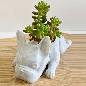 Puppy Succulent Pot - iSmart Home Gadgets Limited